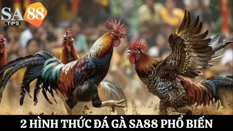 Đá gà SA88 phổ biến với 2 hình thức chơi hấp dẫn